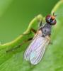 Nanna fasciata